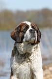 SAINT BERNARD 068